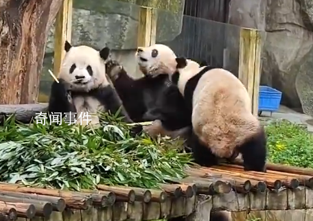 大熊猫干架你打你的我吃我的 双双上演暴躁一打三