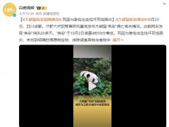 大熊猫“奂彩”离世 排除误食异物与食物中毒可能【图文】