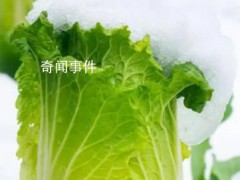 在北方大白菜的花语是凛冬将至【图文】