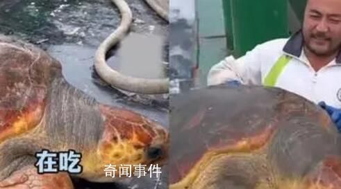 渔民误捕300斤大海龟后果断放生 渔民帮它做了个全身spa后放生