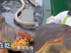 渔民误捕300斤大海龟后果断放生 渔民帮它做了个全身spa后放生【图文】