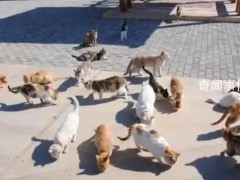 企业养40只猫守护粮仓 网友：养猫千日用猫一时【图文】