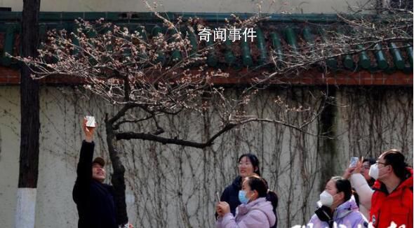 南京鸡鸣寺的樱花消息树开了 