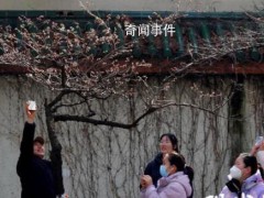 南京鸡鸣寺的樱花消息树开了 【图文】