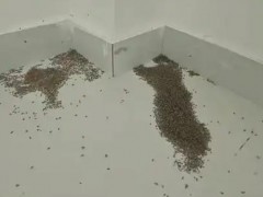 河南极端高温 蚊子都被热死了 河南、陕西等地气温甚至攀升到超过40℃！