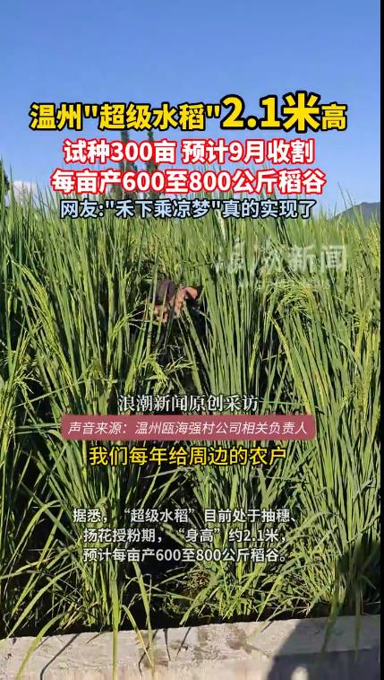 温州种出2.1米高巨型水稻