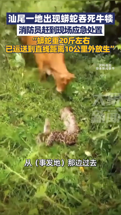 现场：广东一20斤蟒蛇生吞牛犊