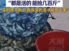 海滩退潮遍地生蚝 市民捡到手软 都是活的，能捡几百斤！（图）