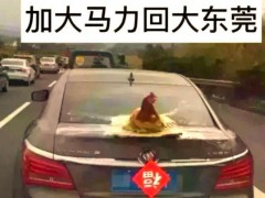 返程高速上的车尾挂满鸡鸭大鹅 安全隐患引热议！（图）