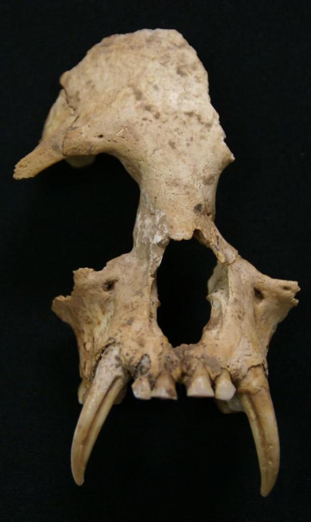 秦始皇祖母陵出土长臂猿为灭绝新物种