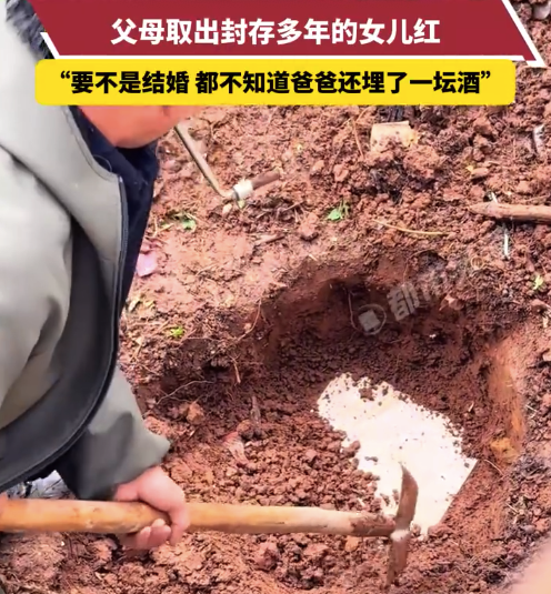 女子即将结婚 父母取出封存的女儿红
