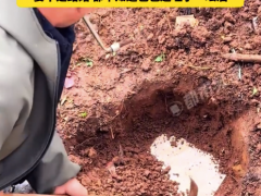 女子即将结婚 父母取出封存的女儿红(图)