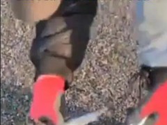 日本强震前2000条沙丁鱼搁浅北海道,究竟是怎么一回事?