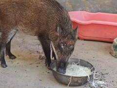 男子收养野猪一年从30斤长到150斤,究竟原因是什么?