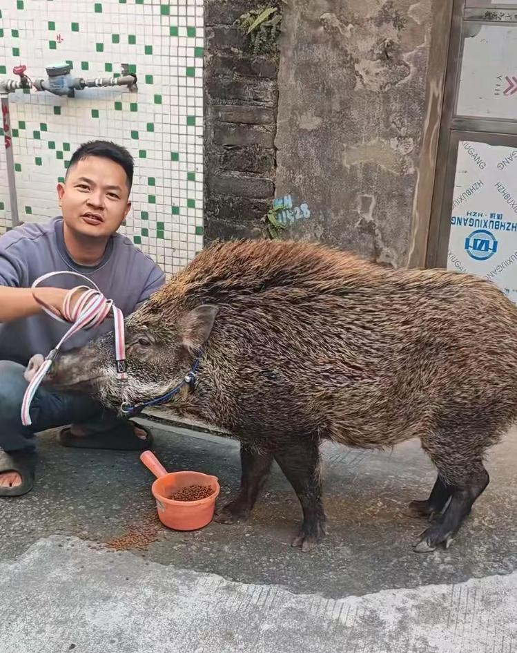 男子收养野猪一年从30斤长到150斤