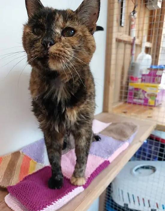 世界上最长寿的在世猫咪30岁了 状态依旧良好