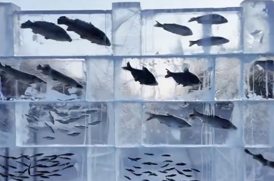 黑龙江景区现3米高&ldquo;冰封鱼墙&rdquo;