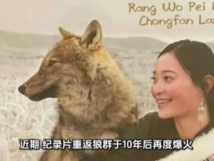 《重返狼群》10年后再度爆火 究竟是怎么一回事？