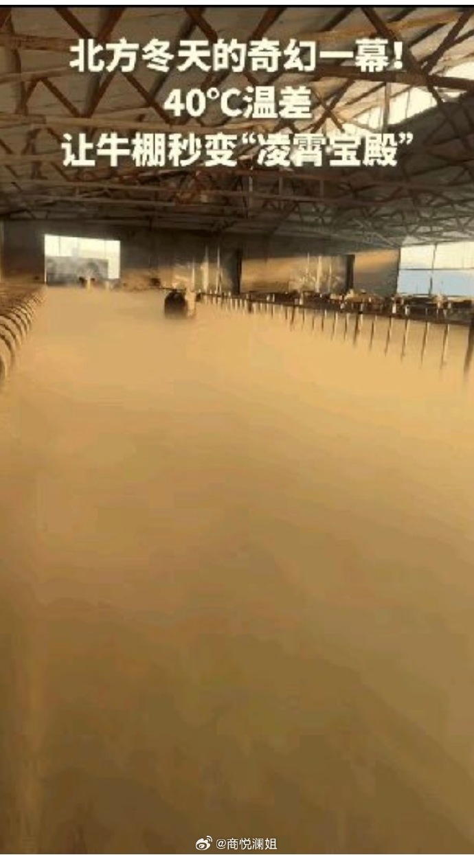 零下30℃ 牛棚一开仿佛“凌霄宝殿”