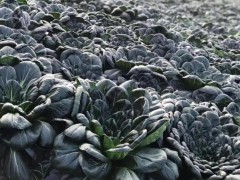 小时候不爱吃的丑菜又在江浙沪火了 究竟是怎么一回事?