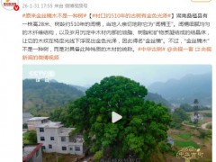 原来金丝楠木不是一种树 究竟真相是什么？