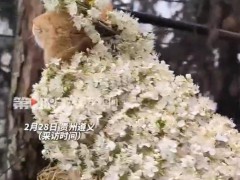 猫咪配合主人打扮 乖得像假猫 究竟真相是什么？