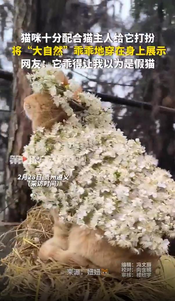 猫咪配合主人打扮 乖得像假猫