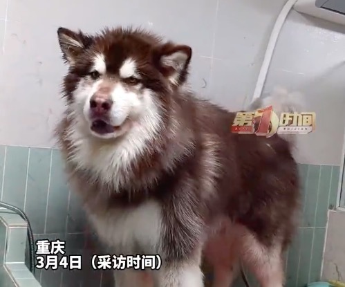 140斤狗送狗肉馆途中女子600元买下：听着狗叫心里很难受、很揪心