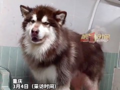 女子600元救下被送往狗肉馆阿拉斯加 听着狗叫心里很难受、很揪心（图）