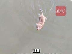 老鼠竟在西湖游泳“打劫”观赏鱼 究竟是怎么一回事？