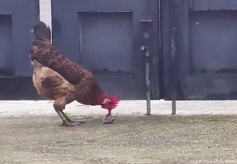 公鸡遇上小蛇顷刻间胜负已分 网友：不愧是&ldquo;五毒克星&rdquo;