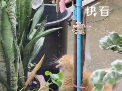 小猫喝水陶醉得像在喝玉液琼浆，当代年轻人现状！
